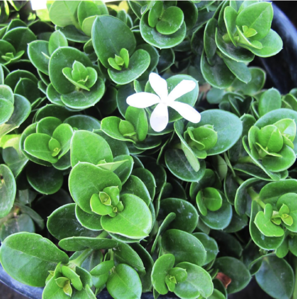 Boxwood Beauty